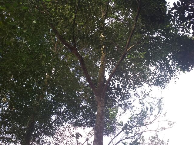 Biji Benih Pokok Gaharu Shopee Malaysia