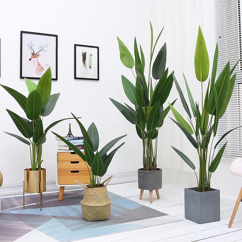 Buy Offer Rm149 1 5m Sb Premium Artificial Pokok Skybird Bird Of Paradise Pokok Banana Pisang Hiasan Viral Seetracker Malaysia