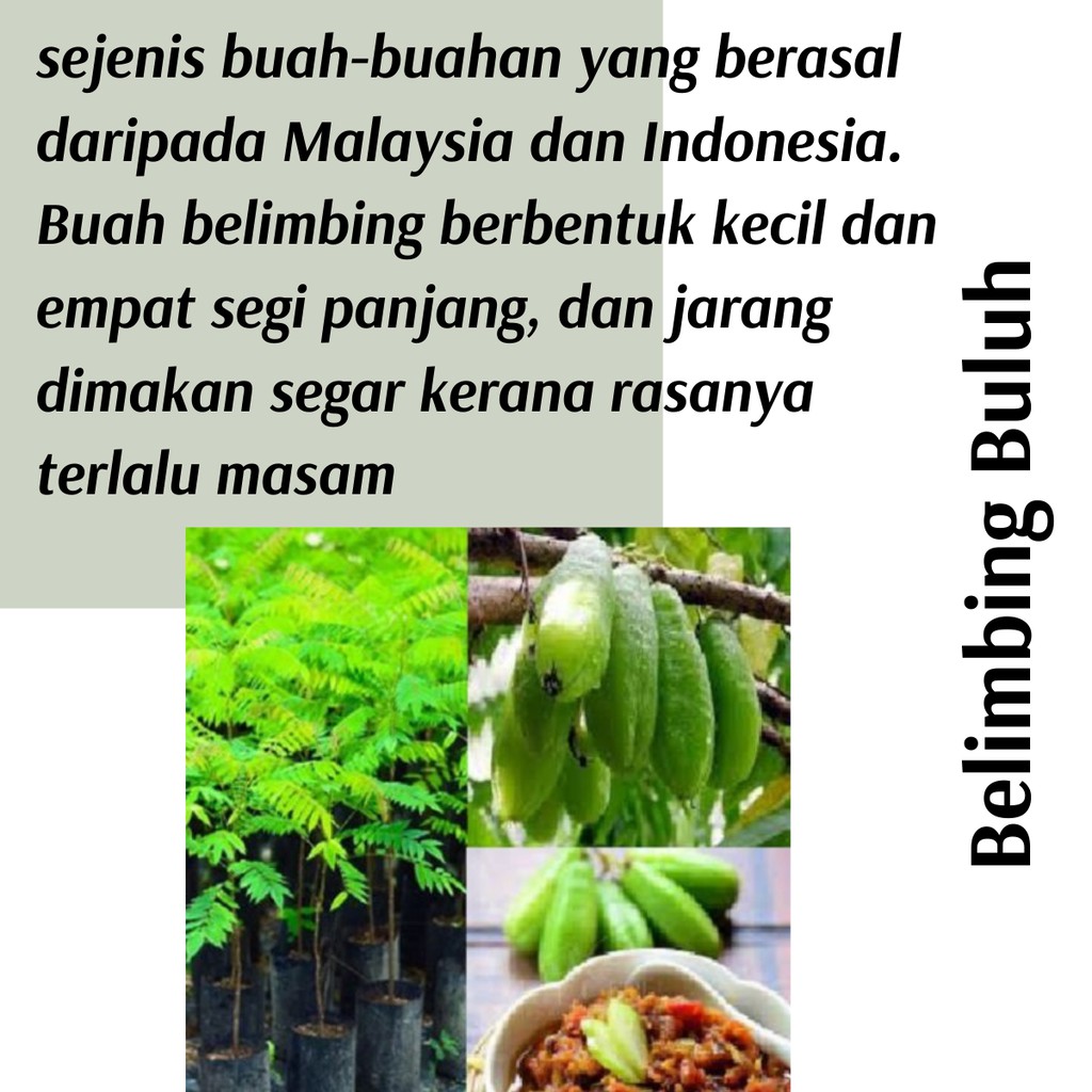 (Real Plant) Anak Pokok Belimbing Buluh Croat Berbuah Hybrid Top ...