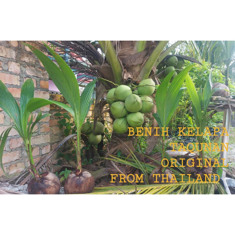 Buy New Benih Pokok Kelapa Tacunan Thailand Seetracker Malaysia