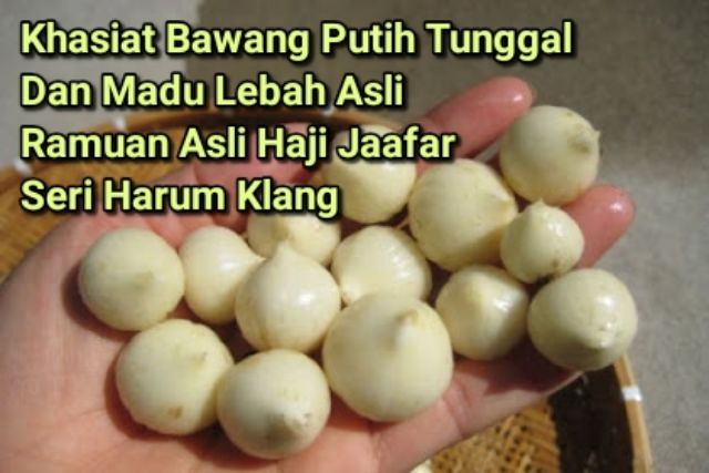 Segala Macam Bawang Khasiat Bawang Tunggal Putih