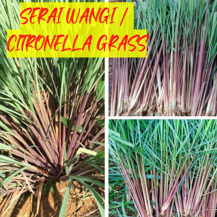Citronella Grass / Fragrant Lemongrass / Serai Wangi / Serai Batang Merah (Cymbopogon nardus