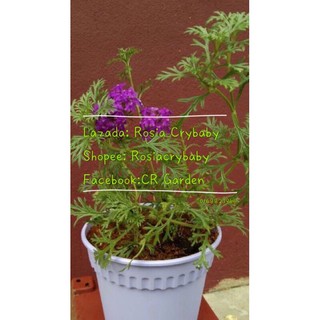 Buy Daisy 10 Seeds 雏菊种子10粒 Seetracker Malaysia