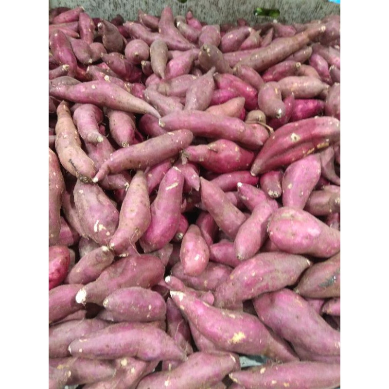 Buy Japanese Sweet Potato Ubi Keledek Jepun 1 Kg Seetracker Malaysia