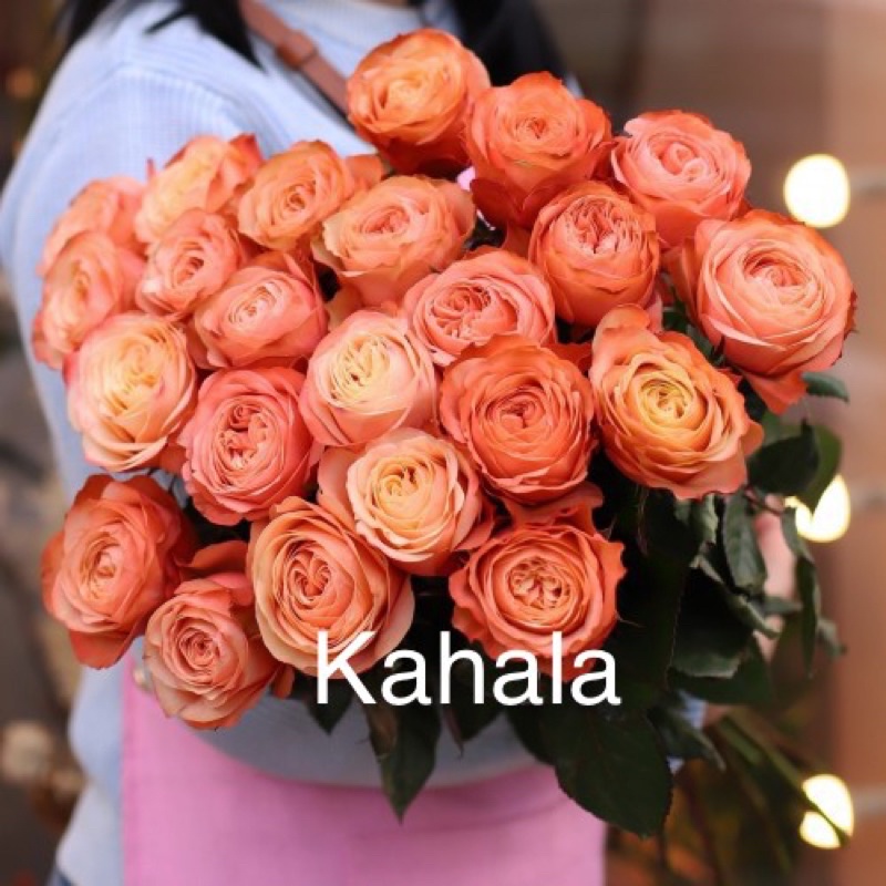 Ros ID Kahala (Grafted English Rose) | Shopee Malaysia