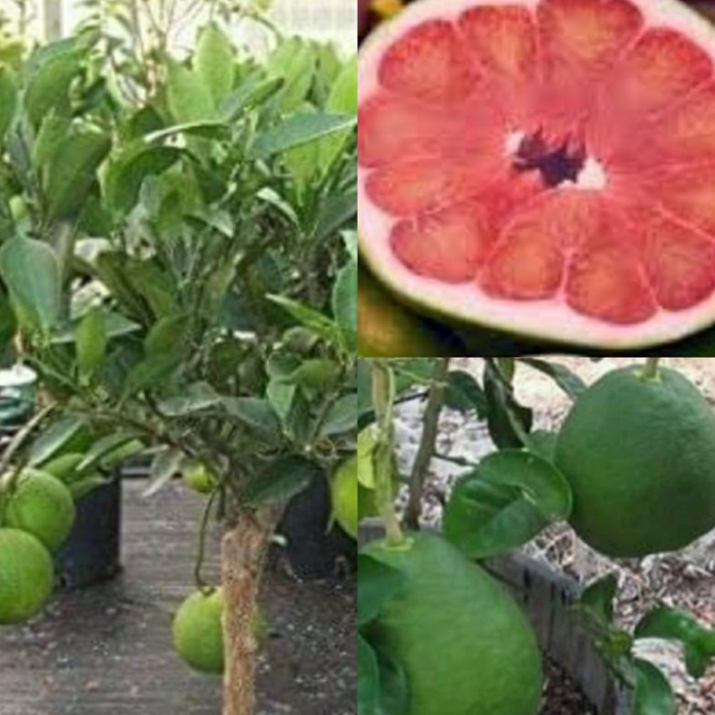 Anak Pokok Limau Bali Merah Hybrid