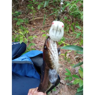 Umpan Casting Haruan Katak Tiruan Fishing Lure Soft Frog Lure Double Hooks Top water Ray Frog Artificial Lure Soft Bait