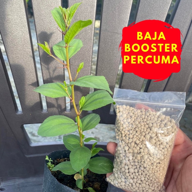Pokok Bidara Duri (kegunaan rawatan Islam) /Bidara Arab Percuma Baja Booster