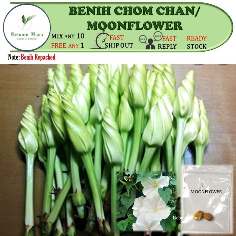(MAHAL) 2 biji benih rare MOONFLOWER CHAM CHON bunga buat sayur