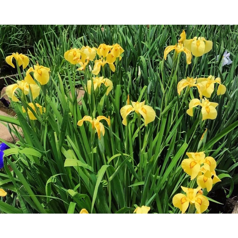 🌕🌕yellow iris REAL PLANT🌕🌕 | Shopee Malaysia