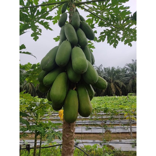 Buy Betik eksotika dan betik sekaki fresh dari ladang (3KG RM10 