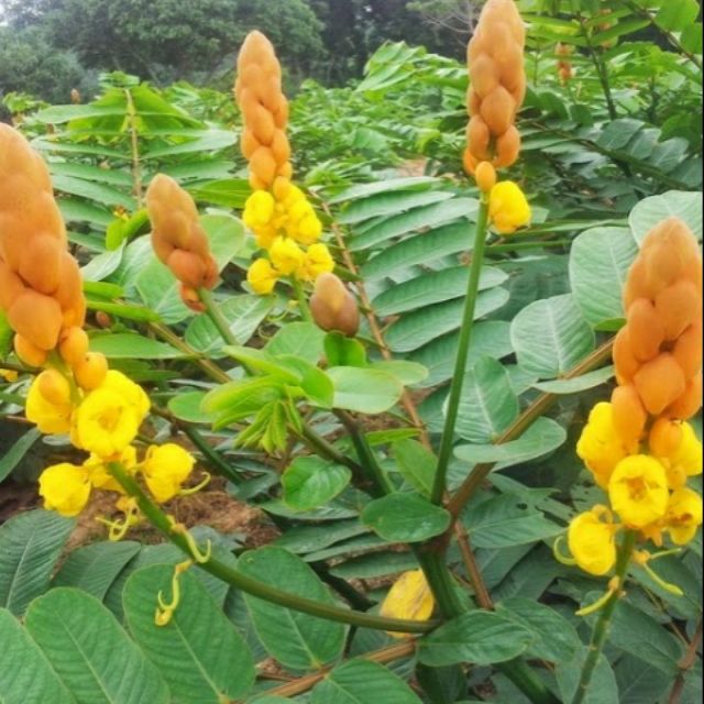 Senna Alata Pokok Gelenggang Shopee Malaysia