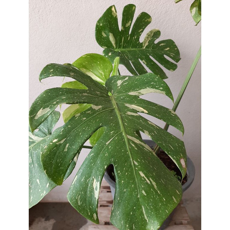 Monstera Thai Constellation Shopee Malaysia