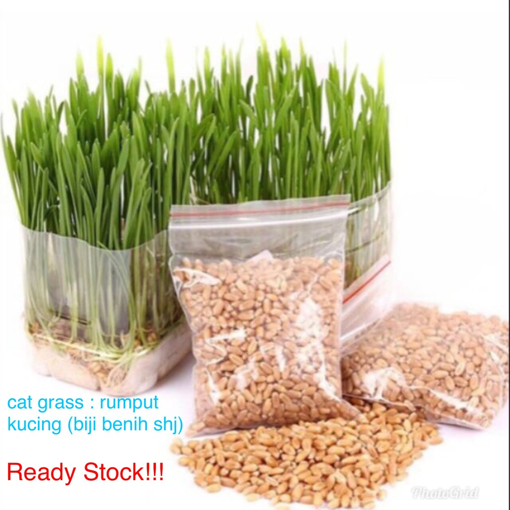 Biji Benih Rumput Kucing Pet Grass Organic Soil Crystal Ball Seed Cat