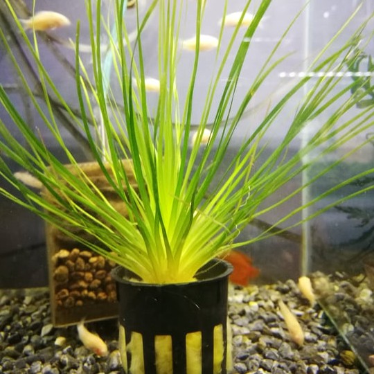 Aquatic Plants Eriocaulon Breviscapum 谷精 Pots Shopee Malaysia