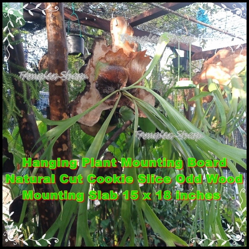 Wood Mounting Board for Plants Ferns Elk Horn Staghorn Natural Jigsaw