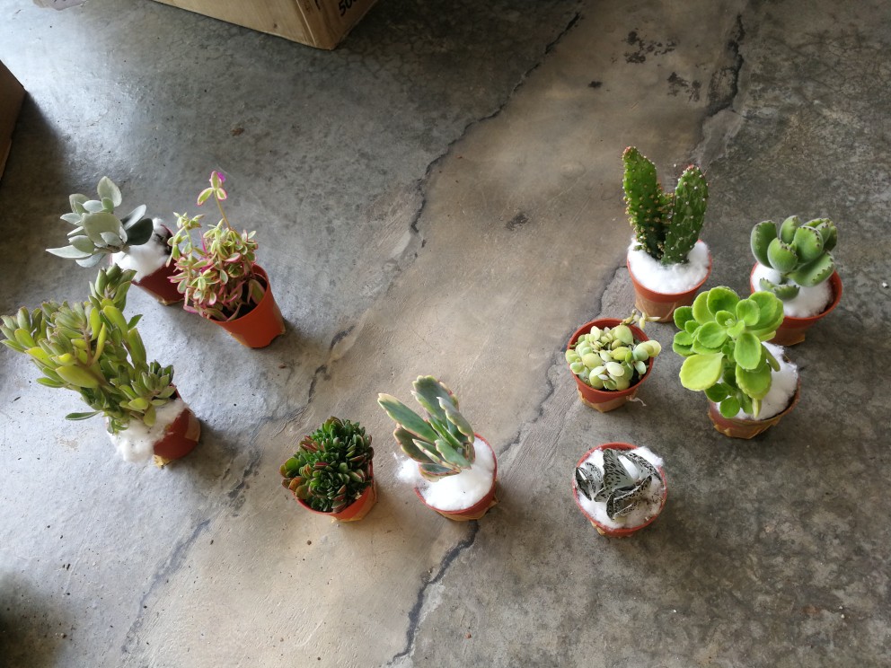 Succulent 多肉植物 花簪crassula Exilis Subsp Picturata 5 5 Pot Shopee Malaysia