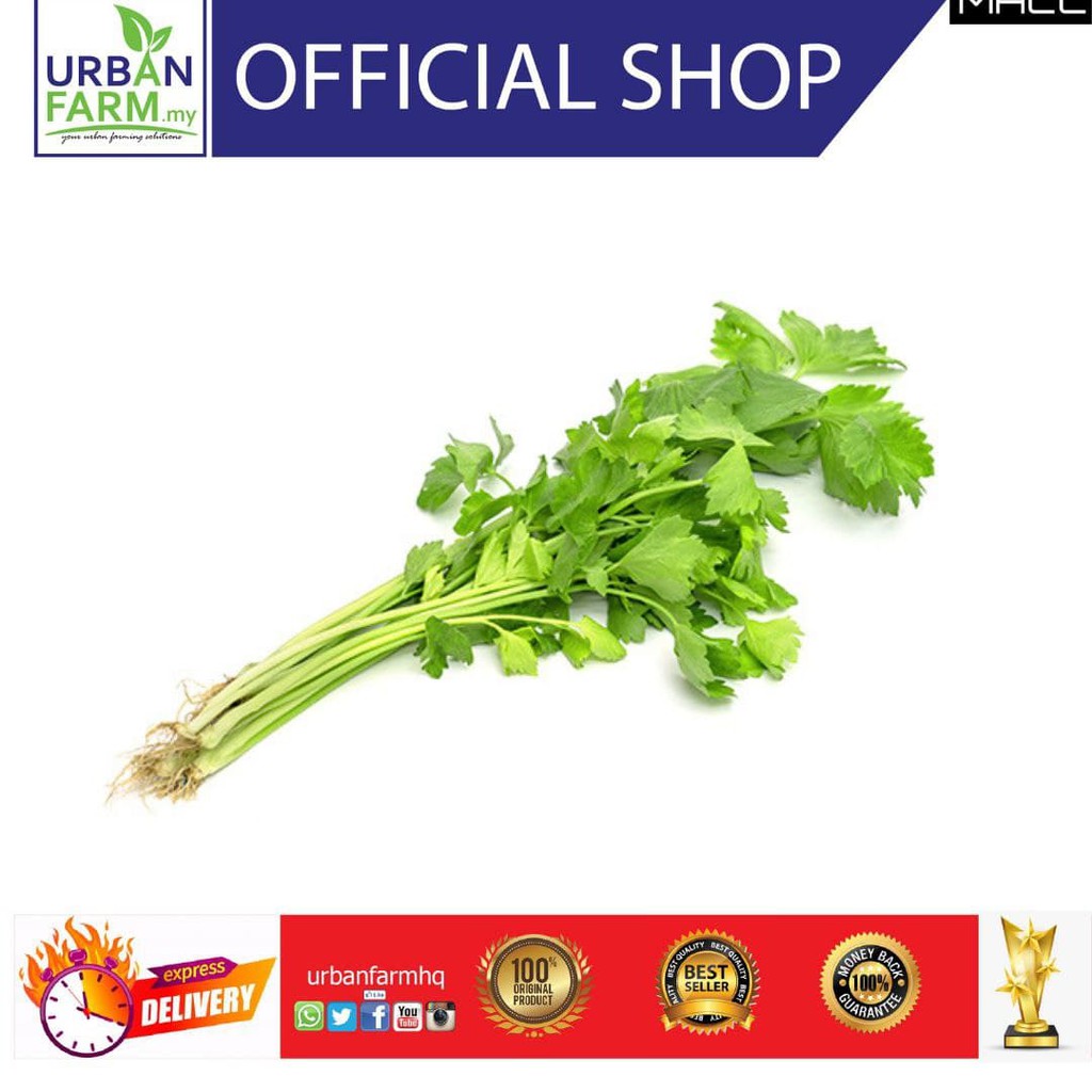 Buy Celery Leaf Herbs Plant Daun Sup Pokok Herba From Urbanfarm My Seetracker Malaysia