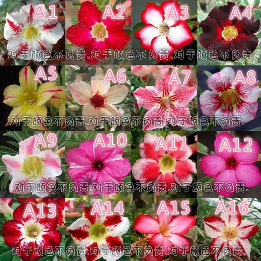 Adenium 1 Seed 富贵花种子1 粒 Shopee Malaysia