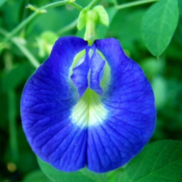 10 Biji Bunga Telang Butterfly Blue Pea Flower Seed Blue Pea Seeds Nasi