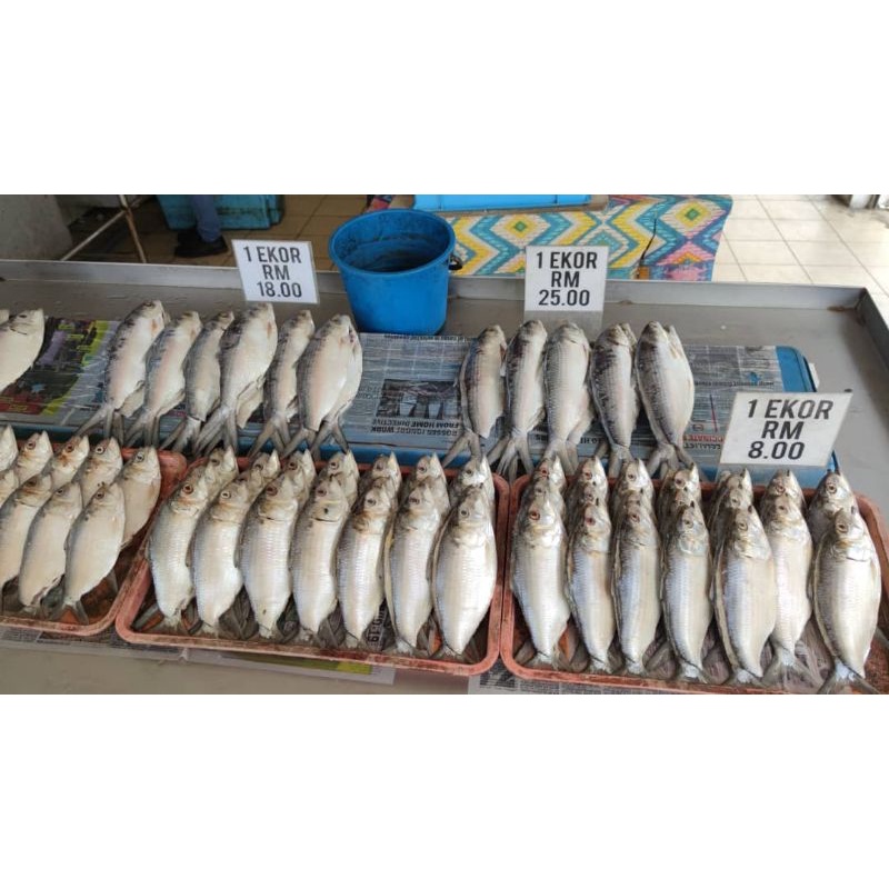 Buy IKAN TERUBUK MASIN SARAWAK DIJAMIN HALAL 💯SEGAR ORIGINAL DARI 