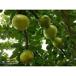 Anak Pokok Labu Kayu Pokok Kanser Maja