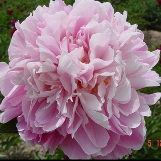 Peony Flower芍药花芍药花卉盆栽芍药根块多瓣观赏芍药包活包对版 Shopee Malaysia