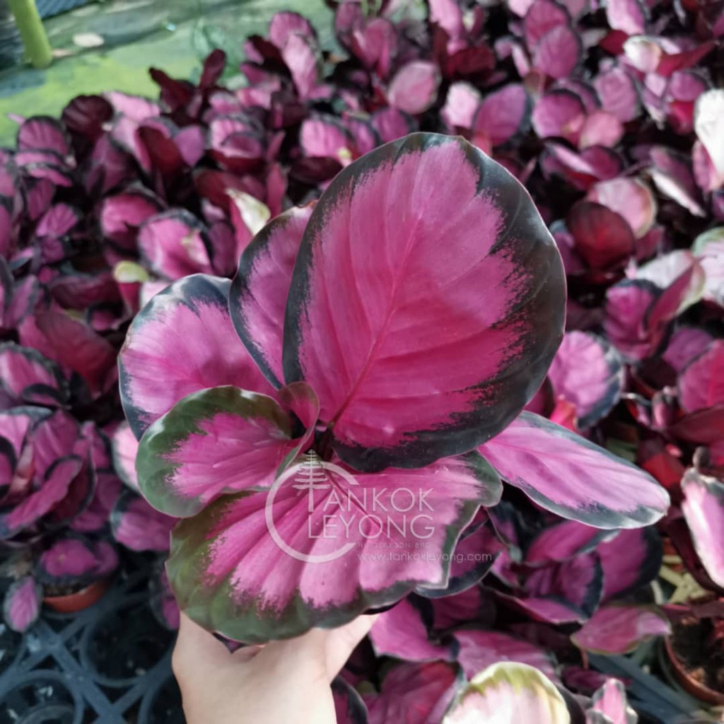 TKL Calathea  Roseopicta Crimson   Shopee  Malaysia