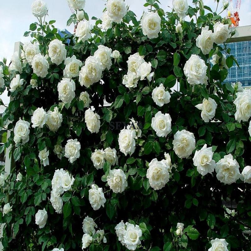 Buy Climbing Rose Multiflora Seeds Readystock Approx 100pcs Benih Ros Bunga Ros Seed Garden Fences Balcony Backyard 玫瑰花 种子 Seetracker Malaysia