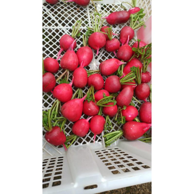 Red Radish 500 Grams Shopee Malaysia