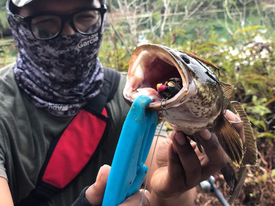 EXP Zombie Soft Rubber Frog Snakehead Fishing Lure Soft Frog Umpan Casting  Haruan Toman Katak Tiruan Special Design Fishing Lure Penang, KL, Malaysia  Supplier, Manufacturer, Wholesaler, Distributor, Specialist