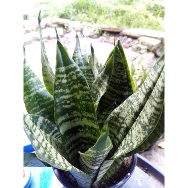 Sansevieria Plant / Pokok Lidah Jin @ Mentua | Shopee Malaysia