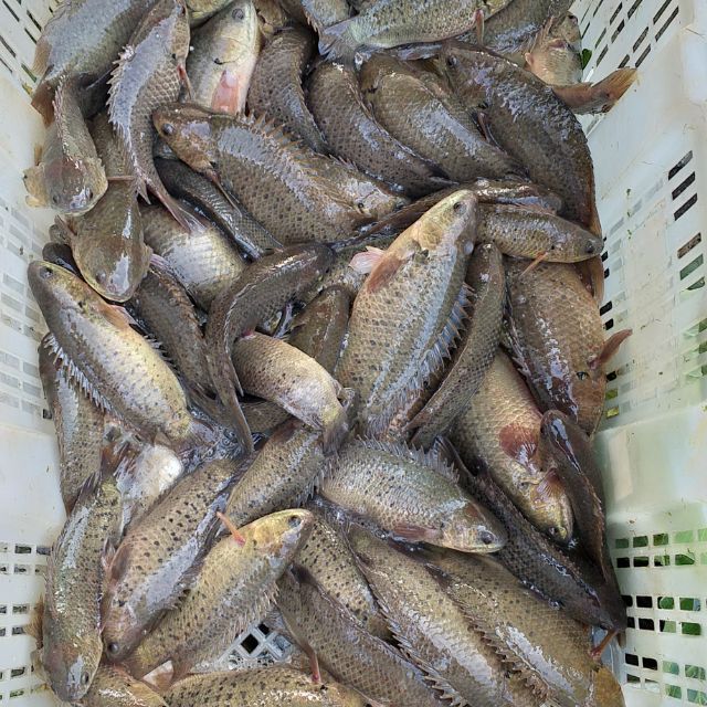 Ikan Puyu Shopee Malaysia