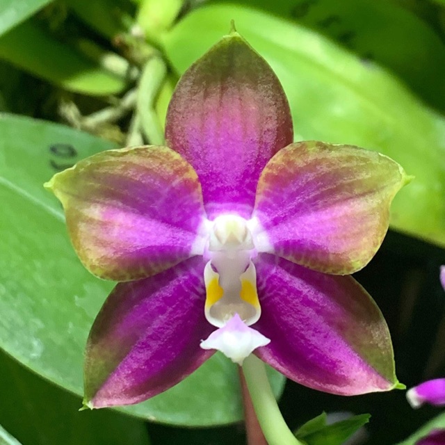 Phalaenopsis Mituo Reflex Dragon “Y-Purple” 【NOVELTY | CLONE】 | Shopee ...