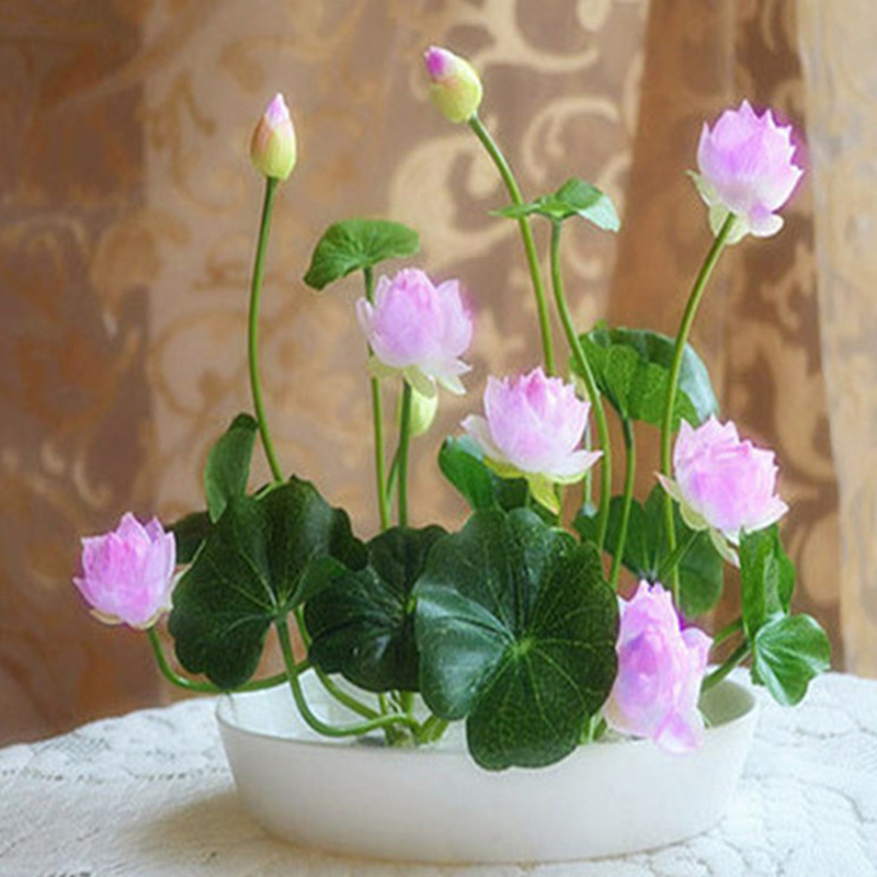 Color : Pink Muti-Color Lotus Seed Hydroponic Aquatic Plants Flower Seeds Pot Water Lily Seeds 10Pcs 