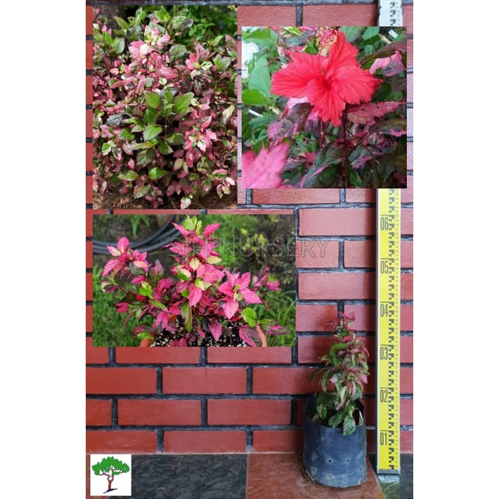 SJH - Hibiscus variegated red / Bunga hibiscus daun merah / 大红花 