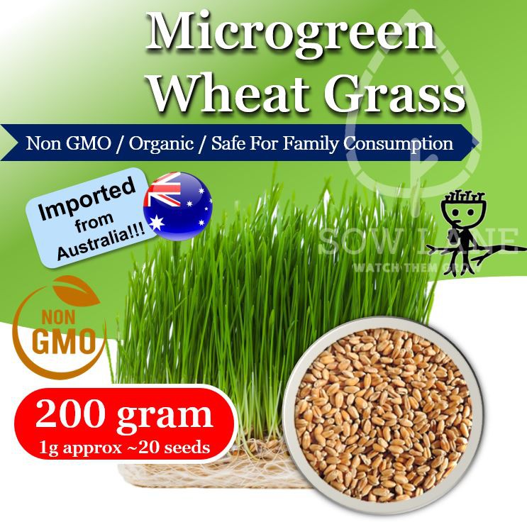 Wheat Grass Microgreen Seeds (Imported from Australia) NonGMO 200g Pet
