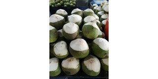 Muda pembekal kelapa Agriculture at