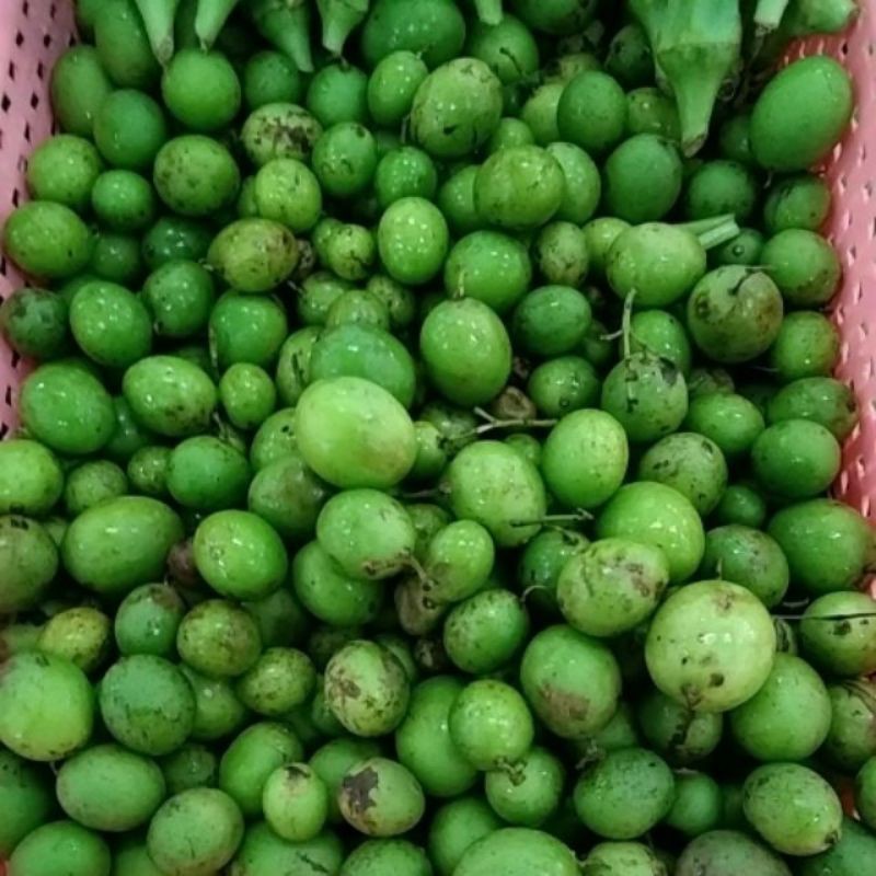 Buah star kelantan