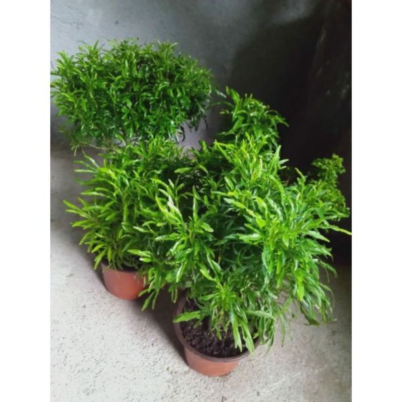 Pokok Hiasan Tong Emas (Anak Pokok) | Shopee Malaysia