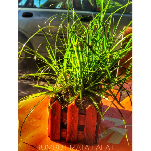 Rumput Mata Lalat siap akar untuk kucing