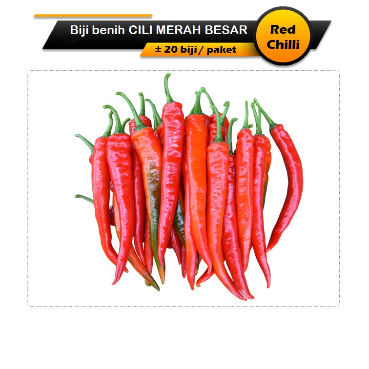 Biji Benih Cili Merah Besar 20 Seeds Red Chili Seeds Chilli