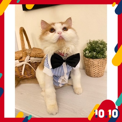 Baju Kucing Gemuk Comel Murah Shirt Ready Stock Malaysia Pet Cat Dog Puppy Cute Clothes Smart Costumes Shopee Malaysia