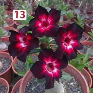 R S 现货 重瓣富贵花种子沙漠玫瑰种子adenium Obesum Seeds Shopee Malaysia