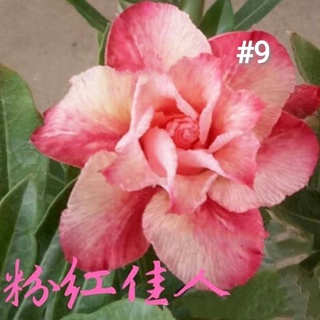 R S 现货 重瓣富贵花种子沙漠玫瑰种子adenium Obesum Seeds Shopee Malaysia