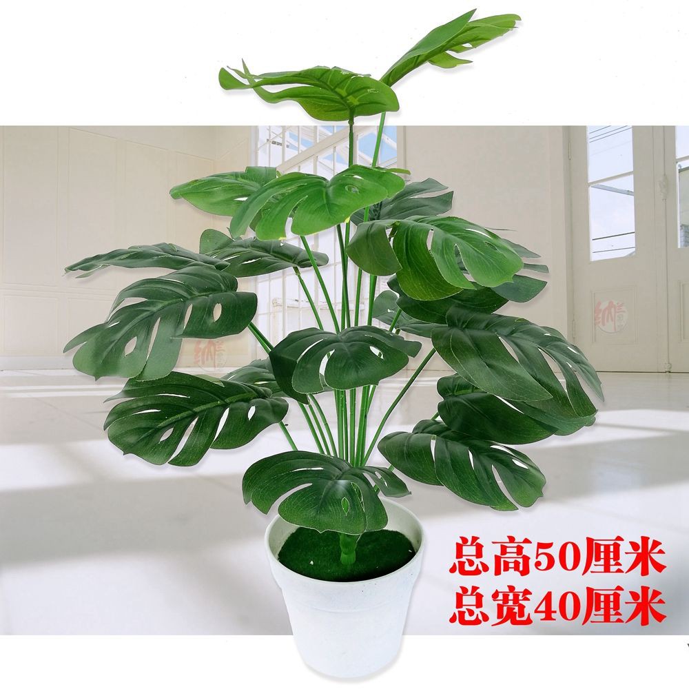 Bunga Kebun pokok bunga pot bunga bunga ruang tamu ...