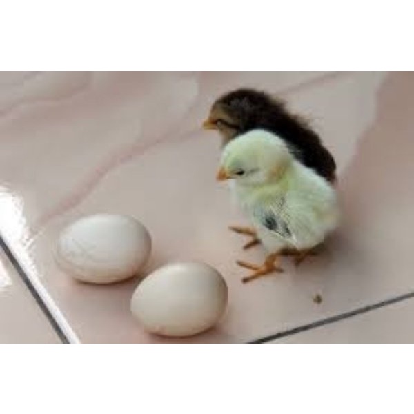 5 biji Telur Ayam Serama Berbenih Untuk dieramkan Telur Ayam Katik Baka elok Anak ayam incubator egg inkubator @ 1 biji