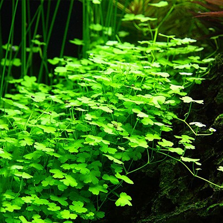 Aquatic Plant Hydrocotyle Tripartita Japan Sp Australia Fresh Trim Healthy Plant Low Tech Aquatic Plants Aquarium Plants Shopee Malaysia