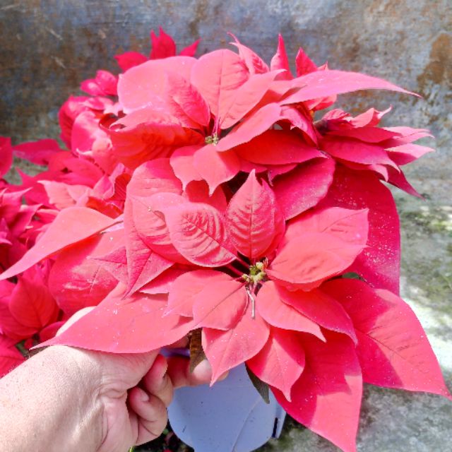 Anak Pokok Bunga Poinsettia Merah Live Plant Poinsettia Potted Plant