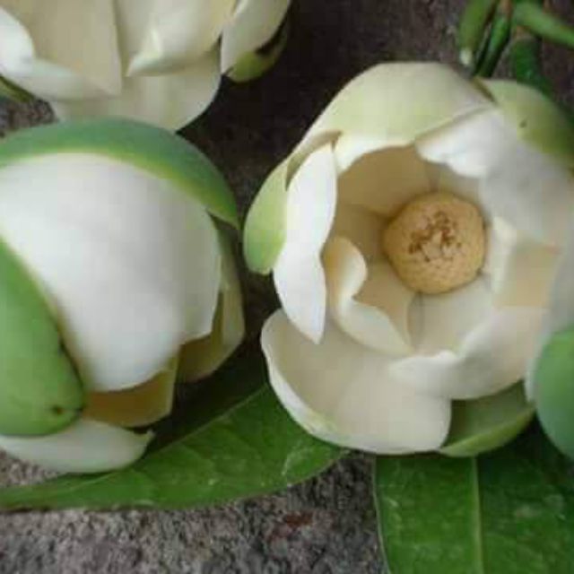 Pokok Bunga cempaka telur putih Shopee Malaysia